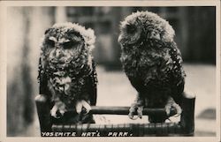 Two owls at Yosemite National Park California Postcard Postcard Postcard