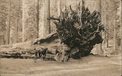 A Man and a Horse Standing Next to a Redwood that Fell Yosemite, CA Postcard Postcard Postcard