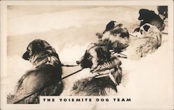 The Yosemite Dog Team California Postcard Postcard Postcard