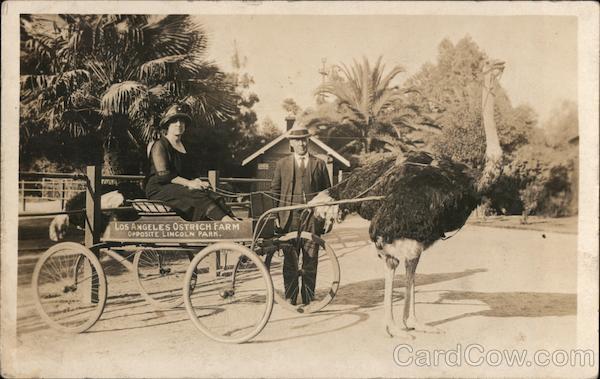 Ostrich Cart: Los Angeles Ostrich Farm California Postcard