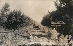 Fruit Trees with Berries and Melons Willows, CA Postcard Postcard Postcard