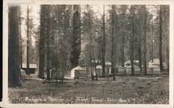 Bungalow Cabins Postcard