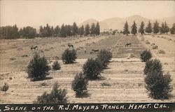 Scene on the R.J. Meyers Ranch Hemet, CA Postcard Postcard Postcard