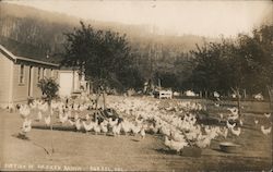 Section of Chicken Ranch Korbel, Cal California Postcard Postcard Postcard