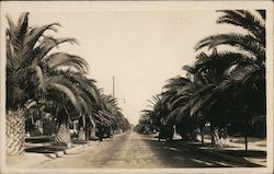 A Street Lined with Palm Trees Los Angeles, CA Postcard Postcard Postcard