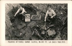 Pelvises of three Giant Sloths, in Pit 77, at Le Brea Tar PIts Postcard