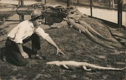 Young Man training alligators sitting in the sun Ocean Park, CA Postcard Postcard Postcard