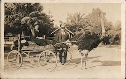 Ostrich Cart: Los Angeles Ostrich Farm Postcard