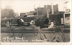 "A Royal Steed" L.A. Ostrich Farm Postcard