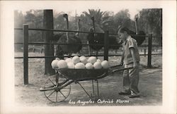 Wheelbarrow of Ostrich Eggs Los Angeles, CA Postcard Postcard Postcard