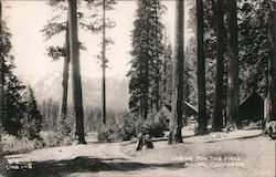 Cabins 'Mid the Pines Mineral, CA Postcard Postcard Postcard