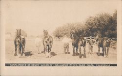 Compliments of Henry Wheatley, Salvador Stock Farm Napa, CA Postcard Postcard Postcard