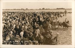 Part of a Flock of 3000 Turkeys Postcard