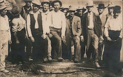 Men standing near large fish that was caught Postcard