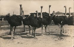 Ostriches in a pen Postcard