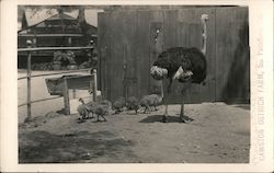 Cawslon Ostrich Farm Postcard