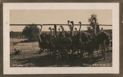 Ostriches Postcard