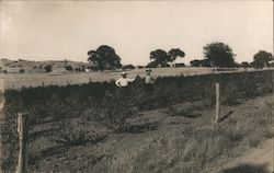 Paso Robles, Calif., 1910 Two men standing in a garden field California Postcard Postcard Postcard