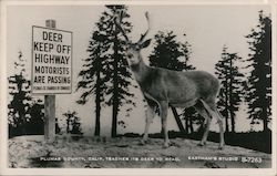 Deer Keep Off Highway Motorists Are Passing Postcard