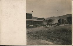 A Stampede of Horses Postcard