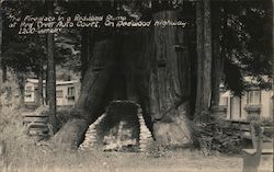 Fireplace in a Redwood Stump at Red Crest Auto Court on Redwood Highway Redcrest, CA Postcard Postcard Postcard