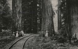 Gateway, Cazadero Redwoods Postcard