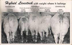 Hybrid Livestock with weight where it belongs. Hotel Jeffery, Salinas, Calif. California Postcard Postcard Postcard