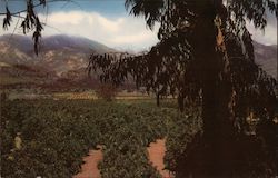 Union Oil Company's Natural Color Scenes of the West California Postcard Postcard Postcard