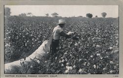 Cotton Picking, Fresno County, California Postcard Postcard Postcard