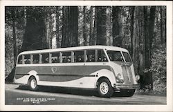 Gray Line Bus and Big Trees, Muir Woods Postcard