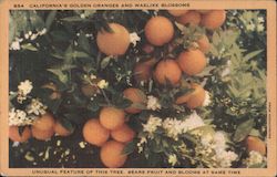 California's Golden Oranges and waxlike blossoms Postcard Postcard Postcard