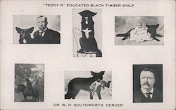 "Teddy R" Educated Black Timber Wolf Dr. W. H. Southworth Denver Postcard