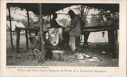 Heller and Two Native Skinners at Work on a Roosevelt Specimen Postcard