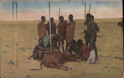 Masai Tribesman in a group killing a cow Postcard