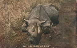 Rhinoveros At Rest Postcard