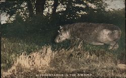 Hippopotamus in the swamp/Photo of hippopotamus Theodore Roosevelt Postcard Postcard Postcard