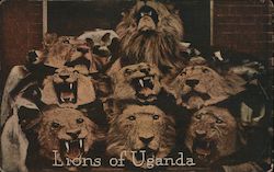 Lions of Uganda/ photo of 8 dead lions Postcard