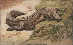 A Sleeping Crocodile Postcard