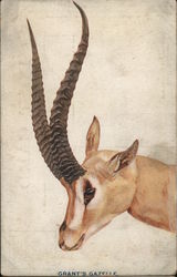 Grant's Gazelle - Picture of gazelle Theodore Roosevelt Postcard Postcard Postcard