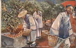 Chinese on a Californian Peach Farm-Picking Postcard