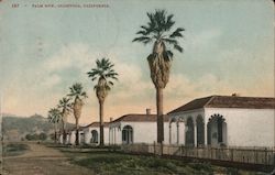 Palm Row Calistoga, CA Postcard Postcard Postcard