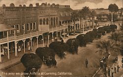 The Way We Grow Alfalfa Postcard