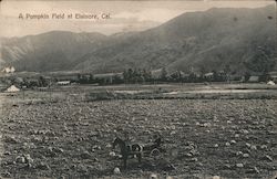 A Pumpkin Field at Elsinore California Postcard Postcard Postcard