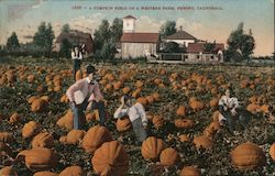 A Pumpkin Field on a Western Farm Postcard