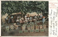 Packing Sultana Grapes in California. Fresno Couty Postcard