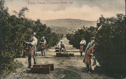 Picking Oranges in January Postcard