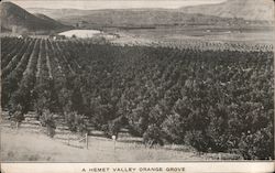 A Hemet Valley Orange Grove California Postcard Postcard Postcard