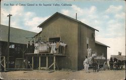 First Bale of Cotton Ginseed Postcard