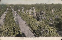 Kings County Vineyard, Cal. California Postcard Postcard Postcard