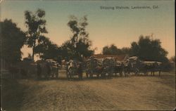 Shipping Walnuts, Lankershim Los Angeles, CA Postcard Postcard Postcard